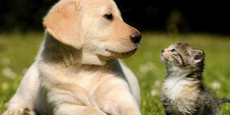 Στ. Αραχωβίτης- Ολ. Τελιγιορίδου: “Ευρωπαϊκή και παγκόσμια αντιεπιστημονική πρωτοτυπία το σχέδιο νόμου της ΝΔ για τα ζώα συντροφιάς”