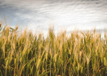 Περιφέρεια Θεσσαλίας: Ενημέρωση για μυκητολογικές ασθένειες σιτηρών