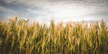 Περιφέρεια Θεσσαλίας: Ενημέρωση για μυκητολογικές ασθένειες σιτηρών