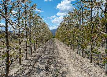 Ολοκληρωτική καταστροφή των καλλιεργειών και στην ορεινή Πέλλα