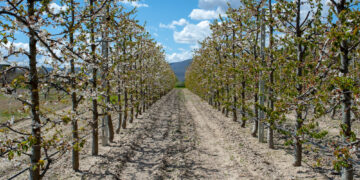 Ολοκληρωτική καταστροφή των καλλιεργειών και στην ορεινή Πέλλα
