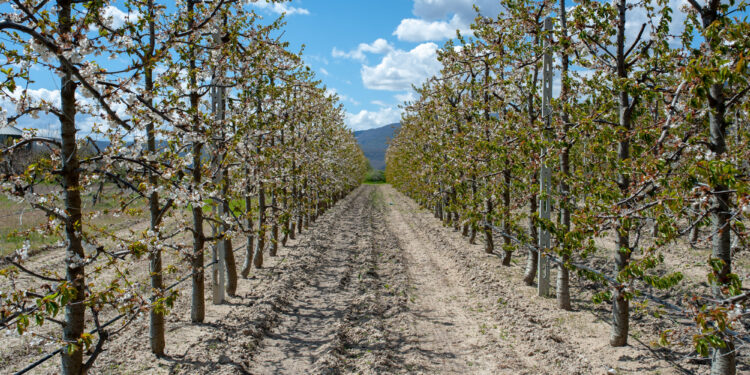 Ολοκληρωτική καταστροφή των καλλιεργειών και στην ορεινή Πέλλα