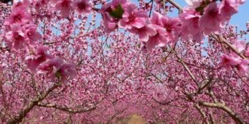 Π.Ε. Κοζάνης: Προβλήματα στις δενδροκαλλιέργειες από την πτώση της θερμοκρασίας