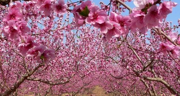 Π.Ε. Κοζάνης: Προβλήματα στις δενδροκαλλιέργειες από την πτώση της θερμοκρασίας