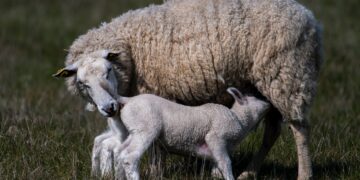 Με απόφαση Σπ. Λιβανού συγκροτήθηκε η Ομάδα Εργασίας για ελέγχους εισαγομένων αμνοεριφίων και αποτροπής των «ελληνοποιήσεων»