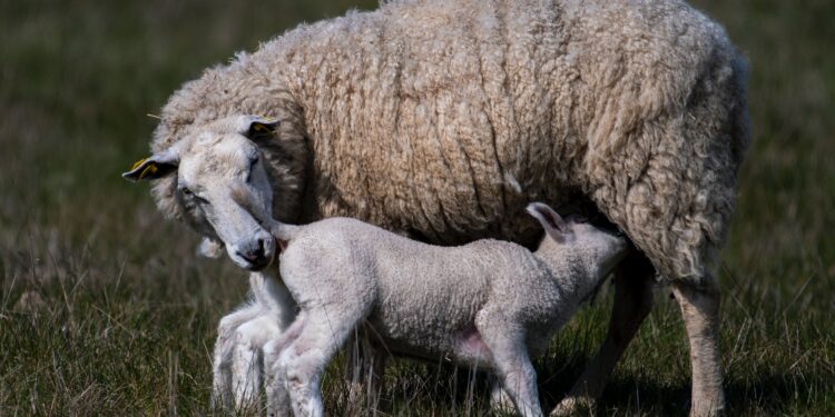 Με απόφαση Σπ. Λιβανού συγκροτήθηκε η Ομάδα Εργασίας για ελέγχους εισαγομένων αμνοεριφίων και αποτροπής των «ελληνοποιήσεων»
