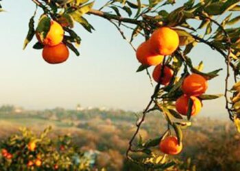 Γ. Οικονόμου: Όλες οι καλλιέργειες που επλήγησαν θα αποζημιωθούν έγκαιρα  και δίκαια