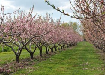 Στήριξη ζητά, με επιστολή της, η Εθνική Διεπαγγελματική Οργάνωση Πυρηνοκάρπων