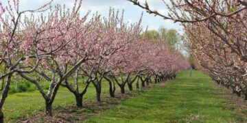 Στήριξη ζητά, με επιστολή της, η Εθνική Διεπαγγελματική Οργάνωση Πυρηνοκάρπων