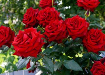 Εμφάνιση του επιβλαβούς οργανισμού καραντίνας Ralstonia solanacearum σε φυτά Τριανταφυλλιάς