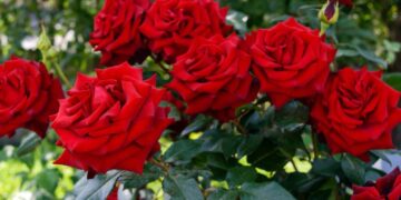 Εμφάνιση του επιβλαβούς οργανισμού καραντίνας Ralstonia solanacearum σε φυτά Τριανταφυλλιάς