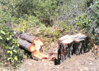 Γ. Αμανατίδης: «Έγκαιρη ξύλευση στις ορεινές περιοχές και αύξηση του επιδόματος θέρμανσης στη Ζώνη Α’/Δυτική Μακεδονία»