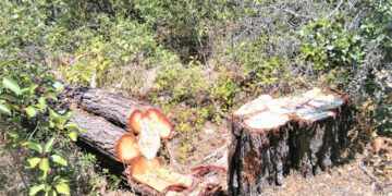 Γ. Αμανατίδης: «Έγκαιρη ξύλευση στις ορεινές περιοχές και αύξηση του επιδόματος θέρμανσης στη Ζώνη Α’/Δυτική Μακεδονία»