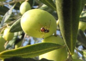 Στ. Αραχωβίτης: Χρειάζεται αύξηση προϋπολογισμού στην δακοκτονία για να προστατευτεί η ελαιοπαραγωγή