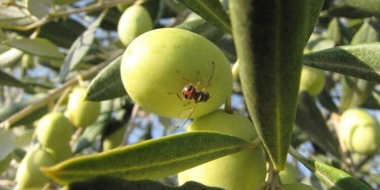 Στ. Αραχωβίτης: Χρειάζεται αύξηση προϋπολογισμού στην δακοκτονία για να προστατευτεί η ελαιοπαραγωγή