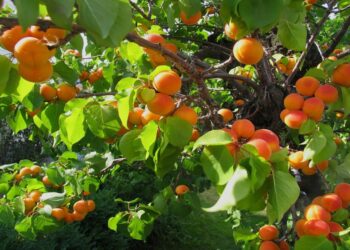 ΕΔΟΠ: Γραφειοκρατικές ιδιοτροπίες για τους εργάτες γης