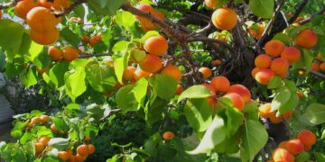 ΕΔΟΠ: Γραφειοκρατικές ιδιοτροπίες για τους εργάτες γης