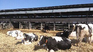 Κτηνοτροφικά νέα: Οι Έλληνες αγελαδοτρόφοι και το ελληνικό γιαούρτι