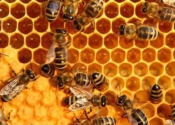 Γυναίκα μελισσοκόμος; Κι όμως…
