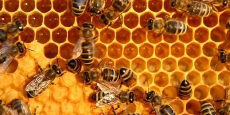 Γυναίκα μελισσοκόμος; Κι όμως…