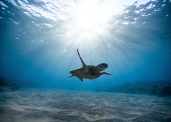 Καθαρίζουμε βυθούς λιμένων – Ανακυκλώνουμε – Επιστρέφουμε στους λιμένες τα «σκουπίδια» με νέα μορφή