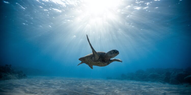 Καθαρίζουμε βυθούς λιμένων – Ανακυκλώνουμε – Επιστρέφουμε στους λιμένες τα «σκουπίδια» με νέα μορφή