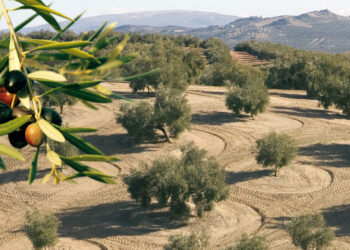 Κατρίνης: Παρεμβάσεις  για ερασιτεχνική αλιεία και αποζημιώσεις  ελιάς Καλαμών