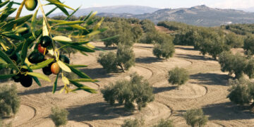 Κατρίνης: Παρεμβάσεις  για ερασιτεχνική αλιεία και αποζημιώσεις  ελιάς Καλαμών