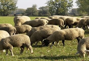 Καστοριά: Εμβολιασμός κατά του Καταρροϊκού Πυρετού του προβάτου