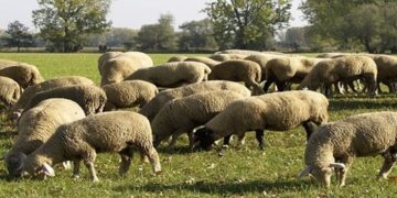 Καστοριά: Εμβολιασμός κατά του Καταρροϊκού Πυρετού του προβάτου