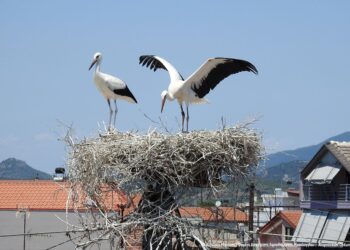 Τοποθέτηση για πρώτη φορά δορυφορικών πομπών σε Λευκούς Πελαργούς στο Εθνικό Πάρκο Λιμνοθαλασσών Μεσολογγίου – Αιτωλικού