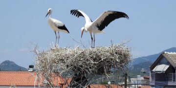 Τοποθέτηση για πρώτη φορά δορυφορικών πομπών σε Λευκούς Πελαργούς στο Εθνικό Πάρκο Λιμνοθαλασσών Μεσολογγίου – Αιτωλικού