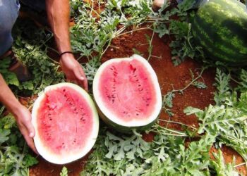 Μ. Κατρίνης: Η κυβέρνηση δεν έχει ούτε σχέδιο ούτε λύσεις για τις αποζημιώσεις των αγροτών, απλά προσπαθεί να κερδίσει χρόνο