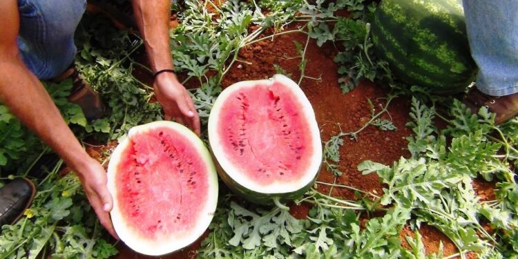 Μ. Κατρίνης: Η κυβέρνηση δεν έχει ούτε σχέδιο ούτε λύσεις για τις αποζημιώσεις των αγροτών, απλά προσπαθεί να κερδίσει χρόνο