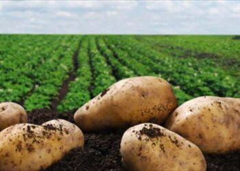 Γεωργικές προειδοποιήσεις για την πατάτα