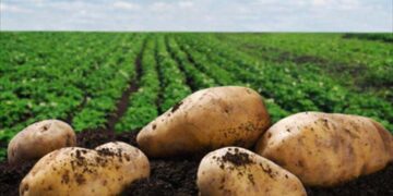 Γεωργικές προειδοποιήσεις για την πατάτα