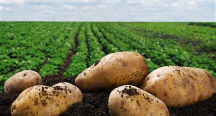 Γεωργικές προειδοποιήσεις για την πατάτα
