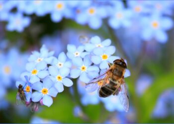 Διπλασιάζεται στα 12,32 εκατ. ο προϋπολογισμός του Εθνικού Μελισσοκομικού Προγράμματος
