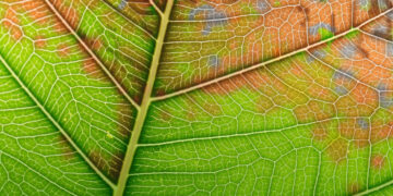 Ενημέρωση για τον Επιβλαβή Οργανισμό καραντίνας Xylella fastidiosa