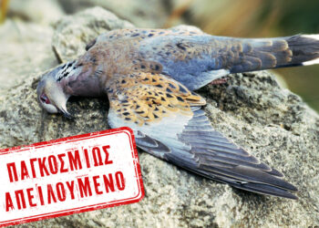 Ελληνική Ορνιθολογική Εταιρεία: Θυσία το Τρυγόνι στα κυνηγετικά συμφέροντα