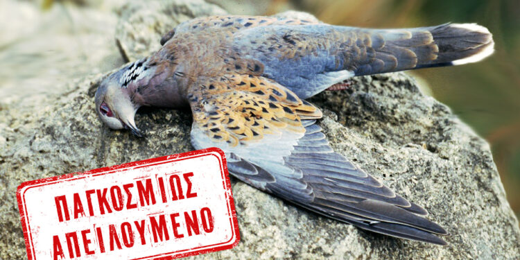 Ελληνική Ορνιθολογική Εταιρεία: Θυσία το Τρυγόνι στα κυνηγετικά συμφέροντα