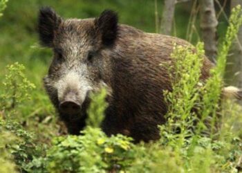 Κ. Αγοραστός:   Ξεκινούν τα μέτρα διαχείρισης του πληθυσμού  των αγριόχοιρων στη Θεσσαλία