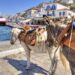 Φωτεινή Αραμπατζή: «Προστατεύουμε τα ζώα εργασίας από τον καύσωνα»