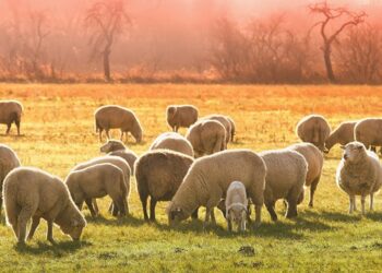 Οι ενέργειες του ΑΚΚΕΛ για βοήθεια στους πυρόπληκτους κτηνοτρόφους