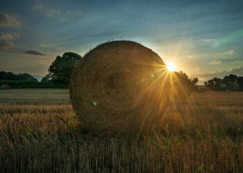 Σε ΦΕΚ η ΚΥΑ σχετικά με την επιχορήγηση αγροτικών εκμεταλλεύσεων για την αποζημίωση των πληγέντων από τις πυρκαγιές της περιόδου Μαΐου-Αυγούστου 2021