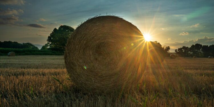 Σε ΦΕΚ η ΚΥΑ σχετικά με την επιχορήγηση αγροτικών εκμεταλλεύσεων για την αποζημίωση των πληγέντων από τις πυρκαγιές της περιόδου Μαΐου-Αυγούστου 2021