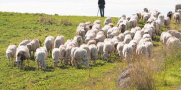 ΑΚΚΕΛ: Οι καταγγελίες ενεργοποίησαν την Κομισιόν για την κακοδιαχείριση Ευρωπαϊκών επιδοτήσεων, βοσκοτόπων, ΟΠΕΚΕΠΕ κλπ