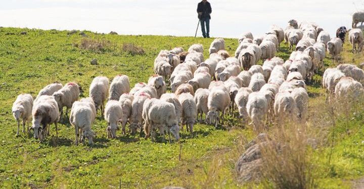 ΑΚΚΕΛ: Οι καταγγελίες ενεργοποίησαν την Κομισιόν για την κακοδιαχείριση Ευρωπαϊκών επιδοτήσεων, βοσκοτόπων, ΟΠΕΚΕΠΕ κλπ