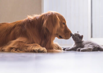 Στη Βουλή το Σχέδιο Νόμου του Υπουργείου Εσωτερικών για την ευζωία των ζώων συντροφιάς