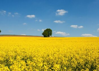 Διαδικτυακή Ημερίδα για την ελαιοκράμβη την Τετάρτη 15 Σεπτεμβρίου